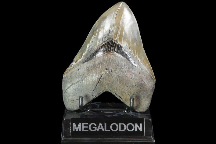 Serrated, Fossil Megalodon Tooth - Georgia #99329